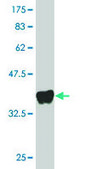 Monoclonal Anti-GPRC5D antibody produced in mouse clone 6D9, purified immunoglobulin, buffered aqueous solution