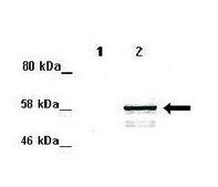 Anti-MAPK15 antibody produced in rabbit affinity isolated antibody