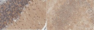 Anti-Alpha 2b Adrenergic Receptor from rabbit, purified by affinity chromatography