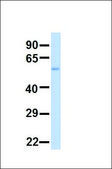 Anti-GATM antibody produced in rabbit affinity isolated antibody