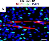 Anti-Nuclei Antibody, clone 235-1 clone 235-1, Chemicon&#174;, from mouse