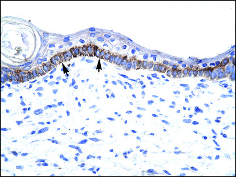 Anti-ARNTL (AB1) antibody produced in rabbit IgG fraction of antiserum