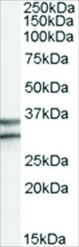 Anti-GPR3 antibody produced in goat affinity isolated antibody, buffered aqueous solution