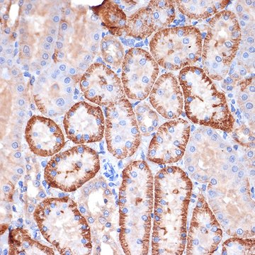 Anti-Alpha Fodrin Antibody, clone 9H5V8, Rabbit Monoclonal