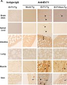 Anti-Enterovirus 71 Antibody, cross-reacts with Coxsackie A16, clone 422-8D-4C-4D ascites fluid, clone 422-8D-4C-4D, Chemicon&#174;