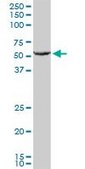 Anti-GPI antibody produced in mouse IgG fraction of antiserum, buffered aqueous solution