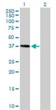 Anti-MSI1 antibody produced in mouse purified immunoglobulin, buffered aqueous solution