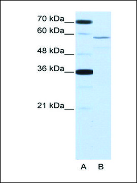 Anti-NOVA2 (AB2) antibody produced in rabbit IgG fraction of antiserum