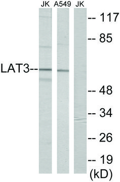 Anti-LAT3 antibody produced in rabbit affinity isolated antibody