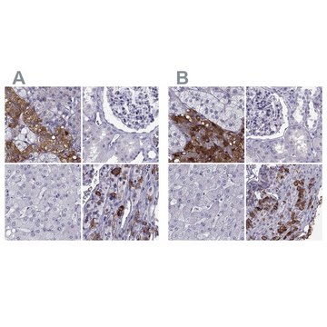 Anti-PCSK1N antibody produced in rabbit Prestige Antibodies&#174; Powered by Atlas Antibodies, affinity isolated antibody, buffered aqueous glycerol solution