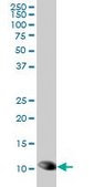 Monoclonal Anti-TXN antibody produced in mouse clone 6C10, purified immunoglobulin, buffered aqueous solution