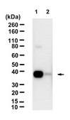 Anti-CD9 Antibody, clone 2K2-k ZooMAb&#174; Rabbit Monoclonal recombinant, expressed in HEK 293 cells