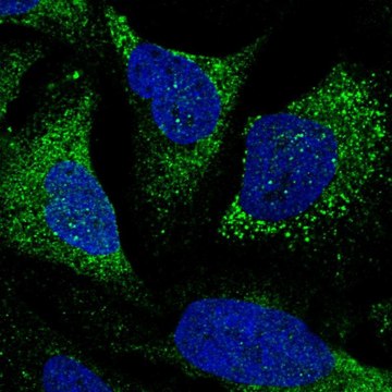 Anti-TTLL7 antibody produced in rabbit Prestige Antibodies&#174; Powered by Atlas Antibodies, affinity isolated antibody