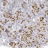 Anti-POU1F1 antibody produced in rabbit Prestige Antibodies&#174; Powered by Atlas Antibodies, affinity isolated antibody