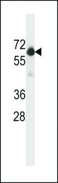 ANTI-BECLIN 1 antibody produced in rabbit affinity isolated antibody, buffered aqueous solution