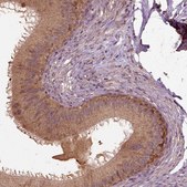 Anti-ERV3-1 Prestige Antibodies&#174; Powered by Atlas Antibodies, affinity isolated antibody