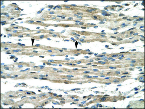 Anti-FOXL1 antibody produced in rabbit IgG fraction of antiserum