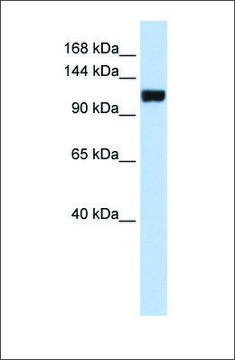 Anti-FAM120A antibody produced in rabbit affinity isolated antibody