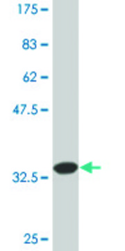 Monoclonal Anti-TNFSF8 antibody produced in mouse clone 2E11, ascites fluid