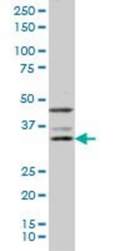 Monoclonal Anti-DKK1 antibody produced in mouse clone 4D4, purified immunoglobulin, buffered aqueous solution