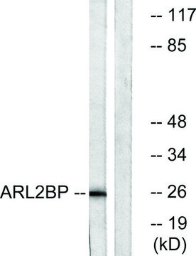 Anti-ARL2BP antibody produced in rabbit affinity isolated antibody