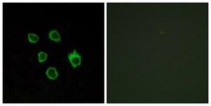 Anti-FZD5 antibody produced in rabbit affinity isolated antibody