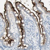 Anti-CDHR5 antibody produced in rabbit Ab1, Prestige Antibodies&#174; Powered by Atlas Antibodies, affinity isolated antibody, buffered aqueous glycerol solution