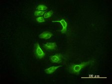 Monoclonal Anti-EIF2C2 antibody produced in mouse clone 2E12-1C9, purified immunoglobulin, buffered aqueous solution