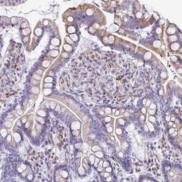 Anti-FIBCD1 antibody produced in rabbit Prestige Antibodies&#174; Powered by Atlas Antibodies, affinity isolated antibody, buffered aqueous glycerol solution