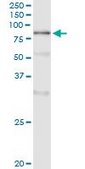 Monoclonal Anti-POLA2 antibody produced in mouse clone 2A8, purified immunoglobulin, buffered aqueous solution
