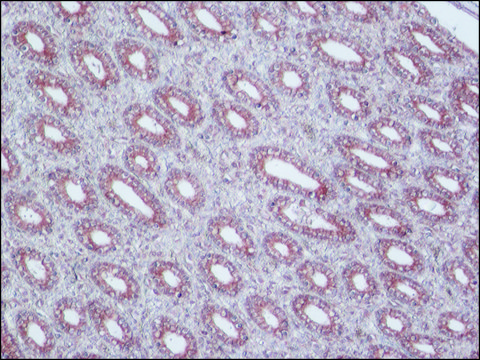 Monoclonal Anti-P-Glycoprotein (MDR) antibody produced in mouse clone F4, ascites fluid