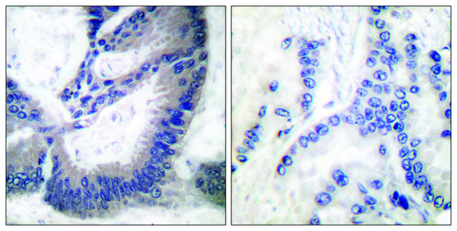 Anti-INOS antibody produced in rabbit affinity isolated antibody