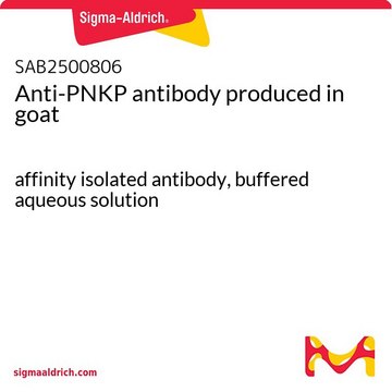 Anti-PNKP antibody produced in goat affinity isolated antibody, buffered aqueous solution