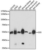 Anti-GSS antibody produced in rabbit