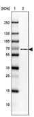 Anti-USH1C antibody produced in rabbit Prestige Antibodies&#174; Powered by Atlas Antibodies, affinity isolated antibody, buffered aqueous glycerol solution, ab2