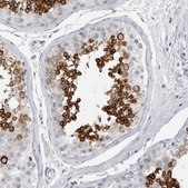Anti-ADAM2 antibody produced in rabbit Prestige Antibodies&#174; Powered by Atlas Antibodies, affinity isolated antibody, buffered aqueous glycerol solution, Ab2
