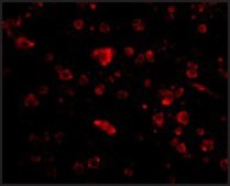 Anti-MANF antibody produced in rabbit affinity isolated antibody, buffered aqueous solution
