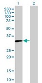 Anti-S1PR4 antibody produced in mouse purified immunoglobulin, buffered aqueous solution