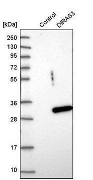 Anti-DIRAS3 antibody produced in rabbit Prestige Antibodies&#174; Powered by Atlas Antibodies, affinity isolated antibody, buffered aqueous glycerol solution, ab1