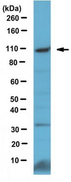 Anti-Brd4 Antibody serum, from rabbit