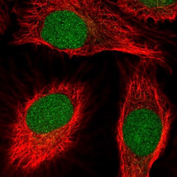 Anti-SCNM1 antibody produced in rabbit Prestige Antibodies&#174; Powered by Atlas Antibodies, affinity isolated antibody