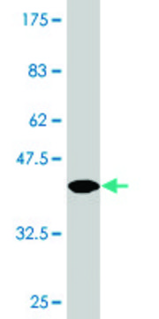 Monoclonal Anti-HESX1, (N-terminal) antibody produced in mouse clone 2C4, purified immunoglobulin, buffered aqueous solution