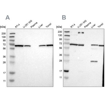 Anti-LTA4H antibody produced in rabbit Prestige Antibodies&#174; Powered by Atlas Antibodies, affinity isolated antibody, buffered aqueous glycerol solution, Ab2