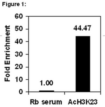 ChIPAb+ Acetyl Histone H3 (Lys23) - ChIP Validated Antibody and Primer Set serum, from rabbit