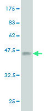 Monoclonal Anti-NRP2 antibody produced in mouse clone 3B8, purified immunoglobulin, buffered aqueous solution