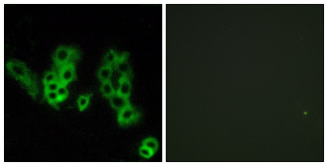 Anti-Encephalopsin antibody produced in rabbit affinity isolated antibody