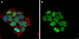 Anti-Histone H3.3 G34R Antibody, clone 2L10 ZooMAb&#174; Rabbit Monoclonal recombinant, expressed in HEK 293 cells