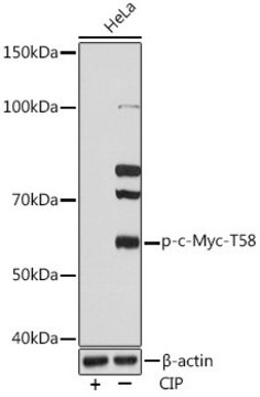 Anti-Phospho-c-Myc-T58 antibody produced in rabbit