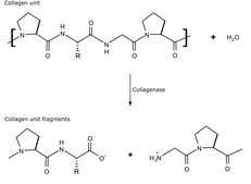 Collagenase from Clostridium histolyticum powder, suitable for cell culture, &#8805;4&#160;FALGPA units/mg solid, high purity, &#8805;700&#160;CDU/mg solid (CDU = collagen digestion units)