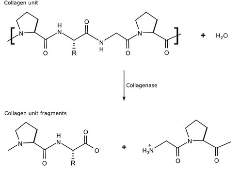 Collagenase from Clostridium histolyticum Type V, &#8805;1&#160;FALGPA units/mg solid, &gt;125&#160;CDU/mg solid